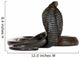 Egyptian Cobra, Naja Haje, studio shot Wall Decal
