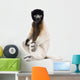 Young Crowned Sifaka, Propithecus Coronatus, 1 year old, sitting Wall Decal