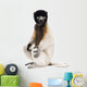 Young Crowned Sifaka, Propithecus Coronatus, 1 year old, sitting Wall Decal