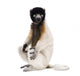 Young Crowned Sifaka, Propithecus Coronatus, 1 year old, sitting Wall Decal