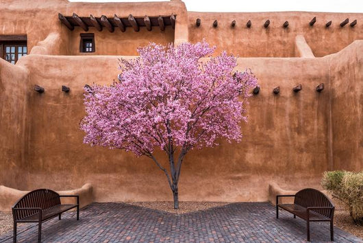 Flowering Tree Downtown Santa Wall Decal
