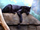 Black Panther Wall Decal