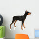 Miniature Pinscher on a White Background Wall Decal