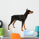 Miniature Pinscher on a White Background Wall Decal