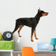 Miniature Pinscher on a White Background Wall Decal