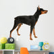 Miniature Pinscher on a White Background Wall Decal