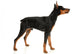 Miniature Pinscher on a White Background Wall Decal