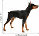 Miniature Pinscher on a White Background Wall Decal
