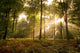 Sunbeams piercing the forest canopy of trees Wall Mural
