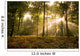 Sunbeams piercing the forest canopy of trees Wall Mural