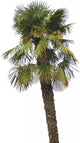 Palme Wall Mural