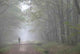 Silhouette Fog Wall Decal