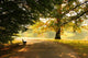 Bank im Park Wall Decal