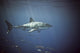 Great White Shark Wall Mural