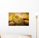 Albino Columbian Slider Wall Mural