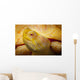 Albino Columbian Slider Wall Mural