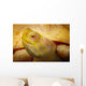 Albino Columbian Slider Wall Mural