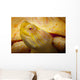Albino Columbian Slider Wall Mural