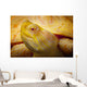 Albino Columbian Slider Wall Mural