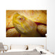 Albino Columbian Slider Wall Mural