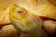 Albino Columbian Slider Wall Mural