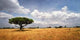 Arbre Solitaire 01 Wall Decal