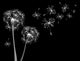 dandelions Wall Mural