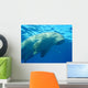 Dugong en surface, mer rouge Wall Mural