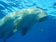 Dugong en surface, mer rouge Wall Mural