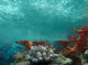 Underwater View of the Ocean Wall Mural
