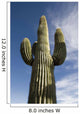 Saguaro Cactus Arizona