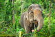 Asian Elephant