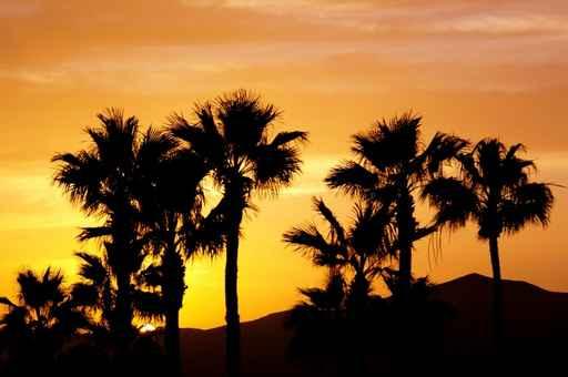 Sun Palms Wall Decal