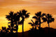 Sun Palms Wall Decal