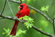 Cardinal Wall Mural