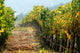 Vineyard Wall Decal Design 3