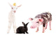 Young Farm Animals Wall Decal