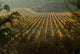Vineyard Wall Decal Design 2