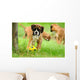 Boxer 34.2 Wall Mural