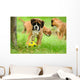 Boxer 34.2 Wall Mural