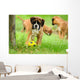 Boxer 34.2 Wall Mural