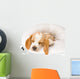 Sleeping Beagle Pup in White Bed Wall Mural
