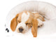 Sleeping Beagle Pup in White Bed Wall Mural