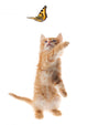 Ginger  kitten playing with a butterfly Wall Decal