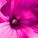 Pink Flower Wall Mural