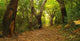 Forest Autumn Wall Decal