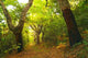 Foret D'automne Wall Decal