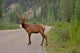 Whitetail Deer