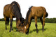Horses Wall Mural