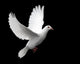 White Dove in Flight 1 Wall Mural